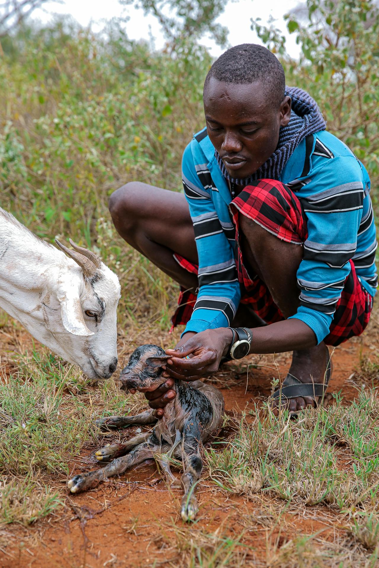 Newborn goat kid, caretaker and the doe goat. Photo by Twilight Kenya for Pexels