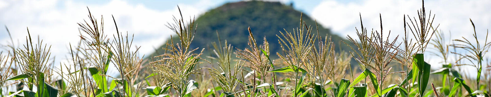 Generic shot of maize in Mozambique. Photo by 2016CIAT/NeilPalmer